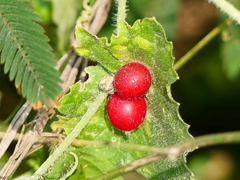 Cucumis maderaspatanus