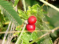Cucumis maderaspatanus