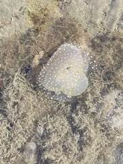 Phyllorhiza punctata