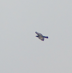 Pernis ptilorhynchus