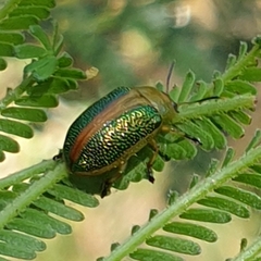 Calomela curtisi