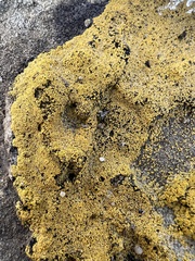 Candelariella rosulans