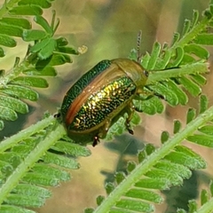 Calomela curtisi