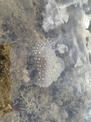 Phyllorhiza punctata