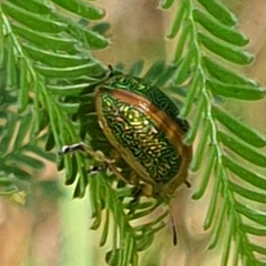 Calomela curtisi