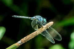 Trithemis stictica