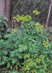 Pastinaca sativa sylvestris