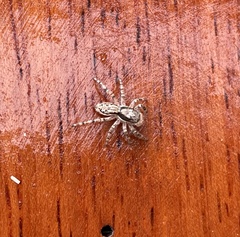 Salticinae