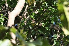 Aegithina lafresnayei