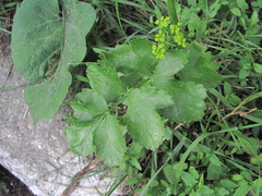 Pastinaca sativa sylvestris