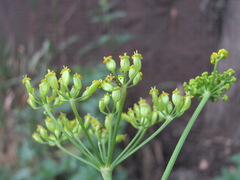 Pastinaca sativa sylvestris