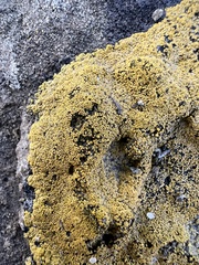 Candelariella rosulans
