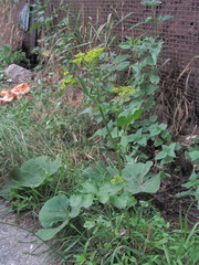 Pastinaca sativa sylvestris