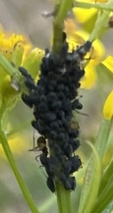 Aphis lugentis