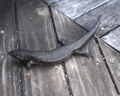 Egernia kingii