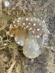 Phyllorhiza punctata