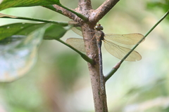 Gynacantha