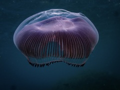 Aequorea forskalea