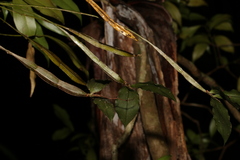 Dendrobium tetragonum