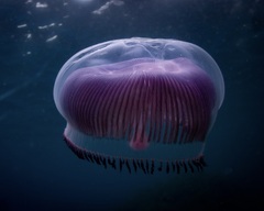 Aequorea forskalea