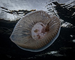 Aequorea forskalea