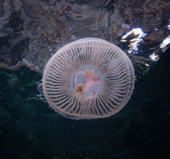 Aequorea forskalea