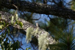 Yungipicus canicapillus