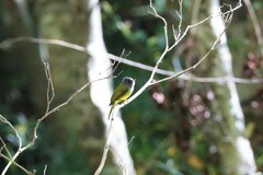 Culicicapa ceylonensis