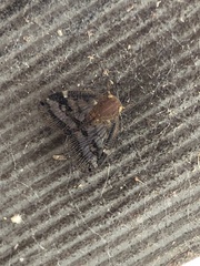 Scolypopa