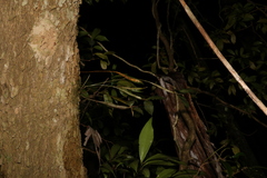 Dendrobium tetragonum