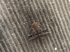 Scolypopa