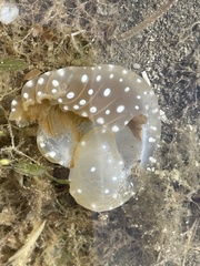 Phyllorhiza punctata