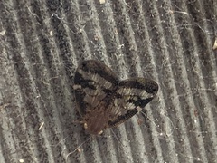 Scolypopa