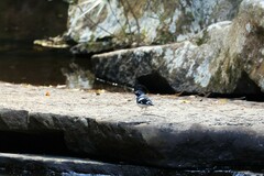 Enicurus schistaceus