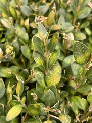 Eurytetranychus buxi