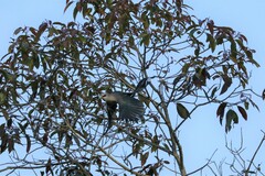 Phaenicophaeus tristis