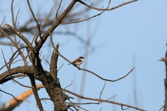 Lanius collurioides