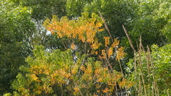 Cassia fistula