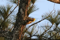 Chrysophlegma flavinucha