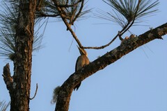 Chrysophlegma flavinucha