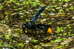 Synagris