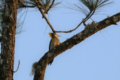 Chrysophlegma flavinucha