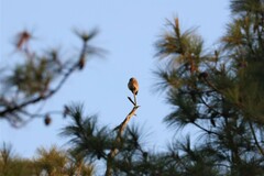 Glaucidium cuculoides
