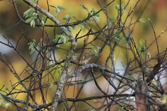 Phylloscopus inornatus