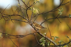 Phylloscopus inornatus