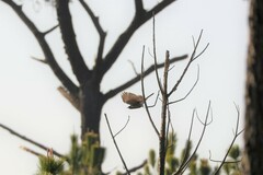 Hierococcyx sparverioides