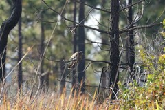 Hierococcyx sparverioides
