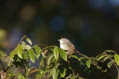 Prinia polychroa