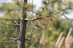Lanius collurioides