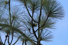 Machlolophus spilonotus